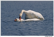 Mute-Swan-mating-5